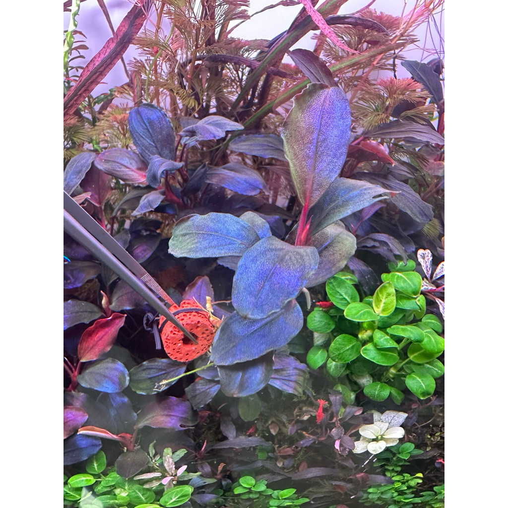 Bucephalandra sp. สีสวย ทักข้อความขอรูปปัจุบันได้ครับ(ตัดจากตู้ไม่แน่ใจจากต้นไหน)ตีเป็นว่าไม่มีชื่