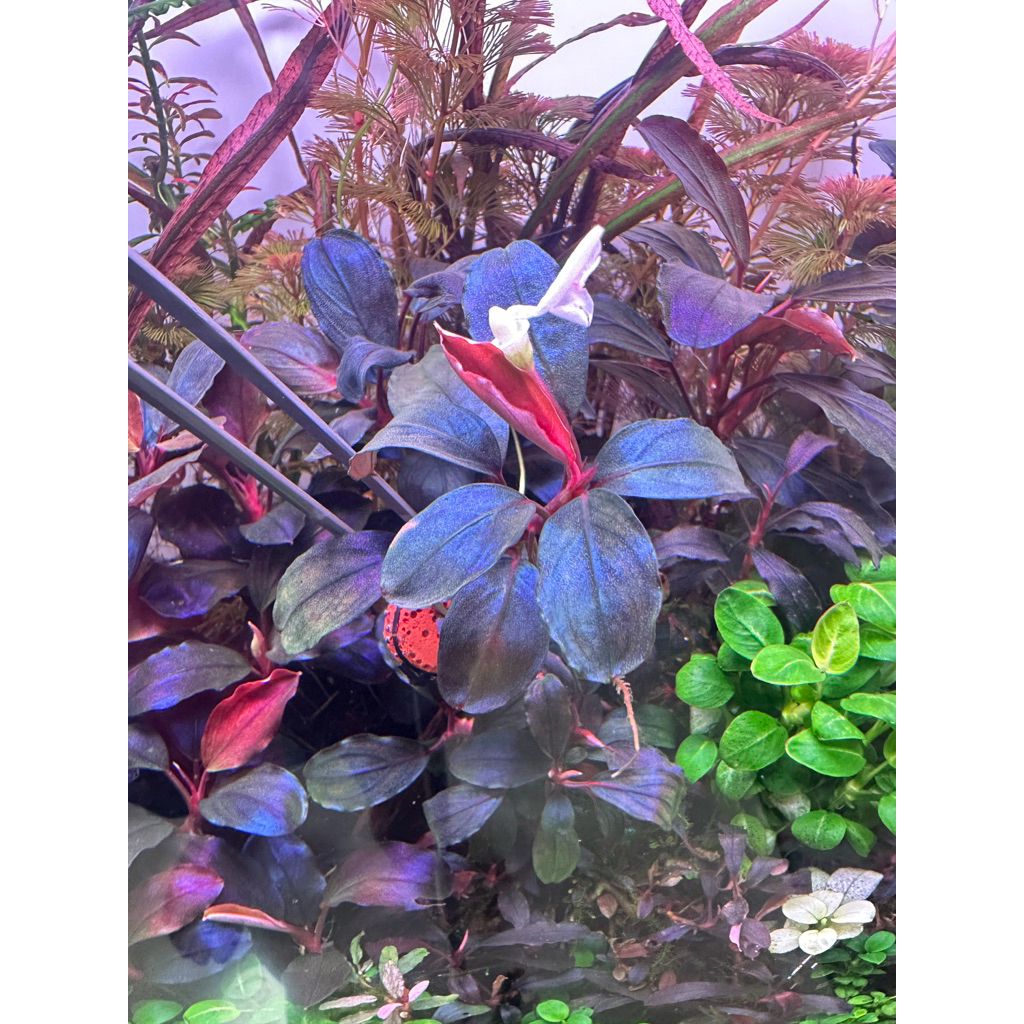 Bucephalandra sp. สีสวย ทักข้อความขอรูปปัจุบันได้ครับ(ตัดจากตู้ไม่แน่ใจจากต้นไหน)ตีเป็นว่าไม่มีชื่