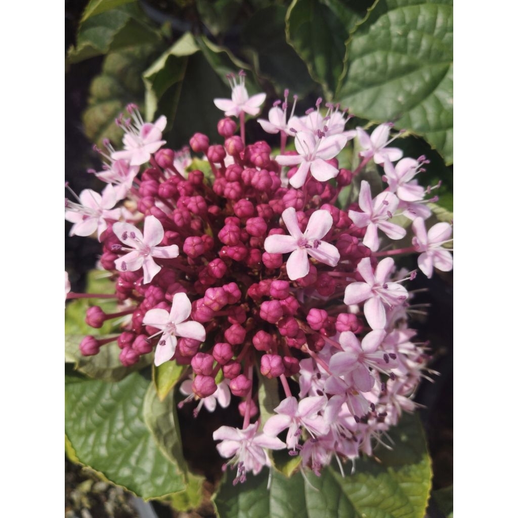 นางแย้มฮาวาย Rose Glorybower Clerodendrum chinense