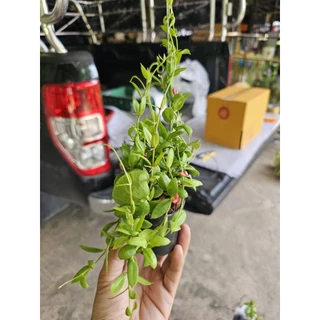 ต้นเดฟกระเป๋า กระถาง 2.5" พร้อมลวดแขวน