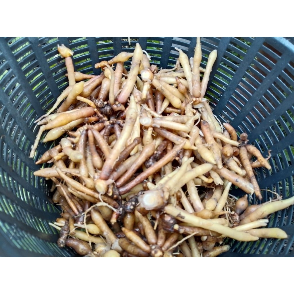 กระชายสด 900 กรัม(9ขีด) 60 บาท ขุดตามออเดอร์
