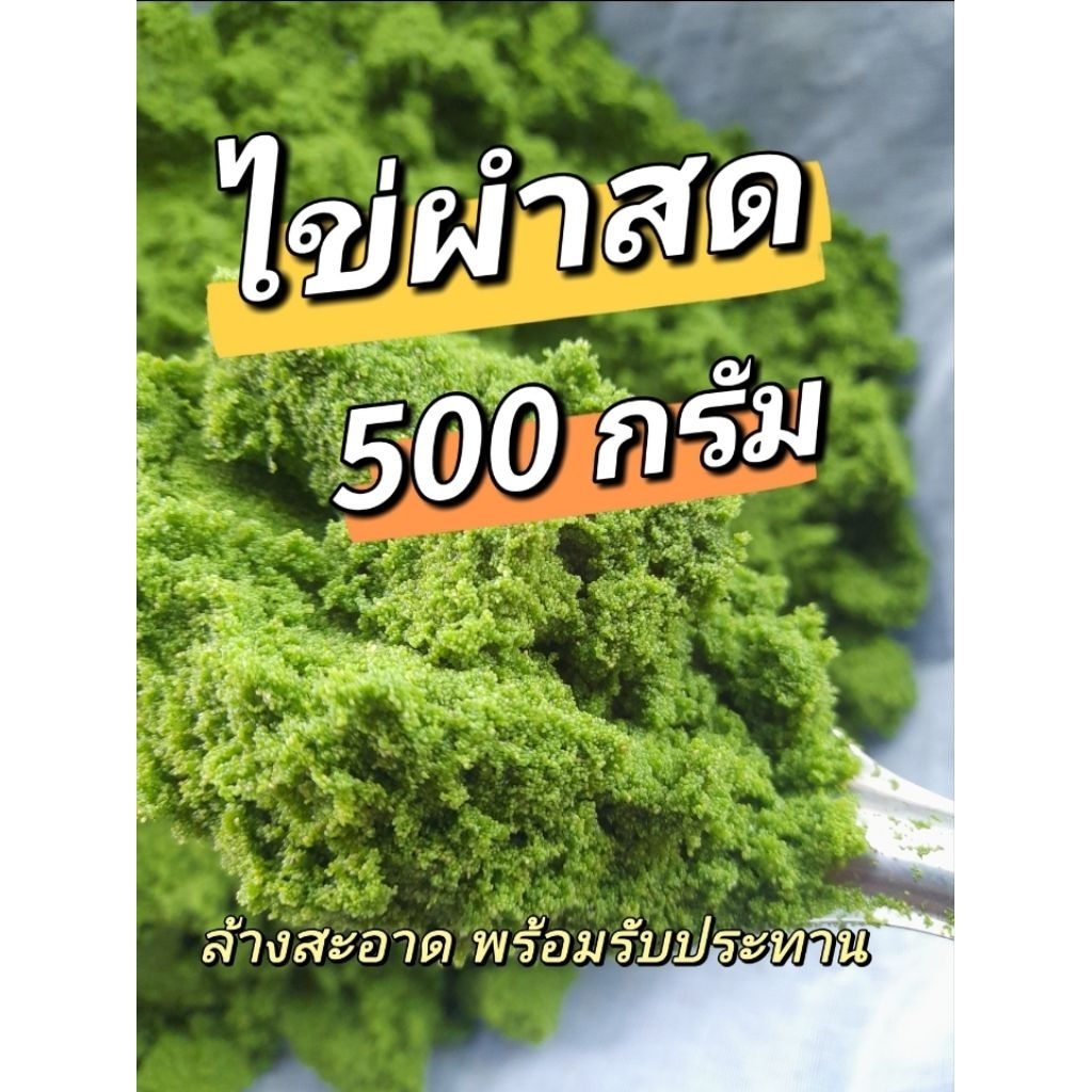 ไข่ผำสด พร้อมส่ง 500 กรัม ทานได้ขยายพันธุ์ได้