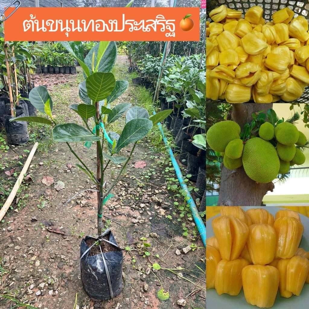 ต้นขนุนทองประเสริฐ แบบทาบกิ่ง ต้นพร้อมส่งครับ