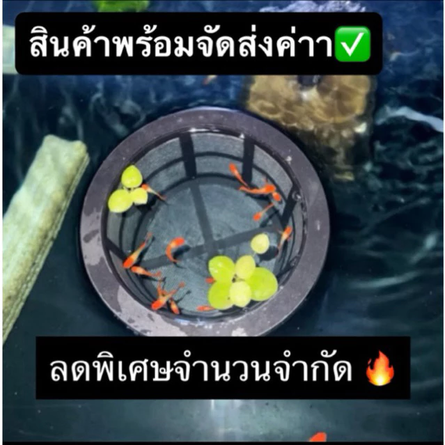 กระชังขังลูกปลาแรกเกิด DIY ลอยน้ำ / กรองใหญ่ฝาถังพ่นยาขอบ 11.8cm thumbnail 3