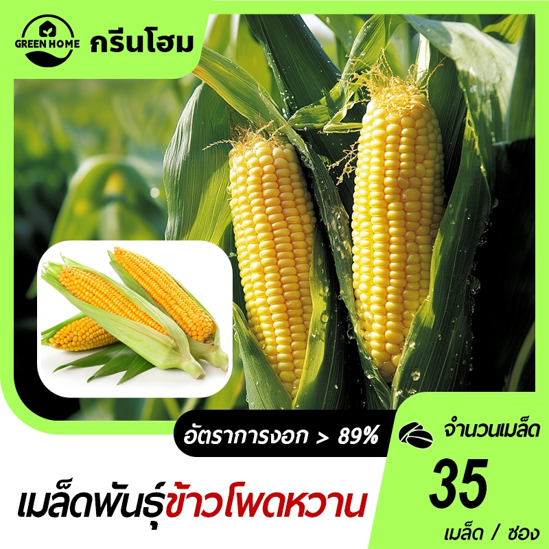 35เมล็ด เมล็ดพันธุ์ ข้าวโพดหวาน เมล็ดข้าวโพดข้าวโพดหวาน  ซุปเปอร์สวีท ข้าวโพดเหลือง รสชาติหวานอร่อย