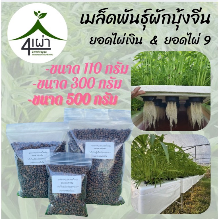 เมล็ดพันธุ์ผักบุ้งจีน ขนาด 110กรัม / 300 กรัม / 500 กรัม ต้นสวย ใบเรียวสวย อัตราการงอกสูง - เกษตรกรรมยั่งยืน