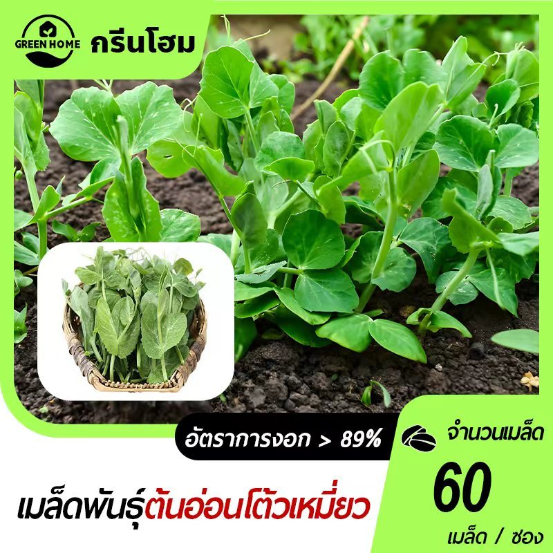 60 เมล็ด เมล็ดพันธุ์ ถั่วลันเตา โต้วเหมี่ยว ต้นอ่อนถั่วลันเตา  สำหรับเพาะงอก อัตราการงอก 90%