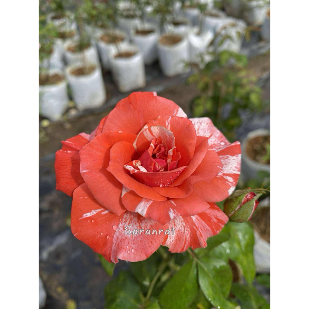 กุหลาบพิลาเทียรี่ ( Philatelie rose )ดอกลายขาวส้ม