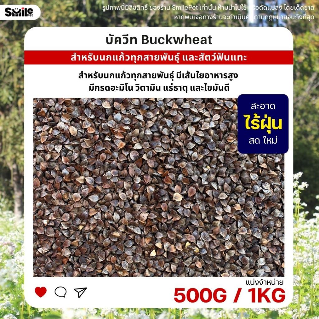 บัควีท Buckwheat เกรดA อาหารนกแก้ว และสัตว์ฟันแทะ สะอาด ร่อนฝุ่นทุกถุง (แบ่งขาย 500G / 1KG)