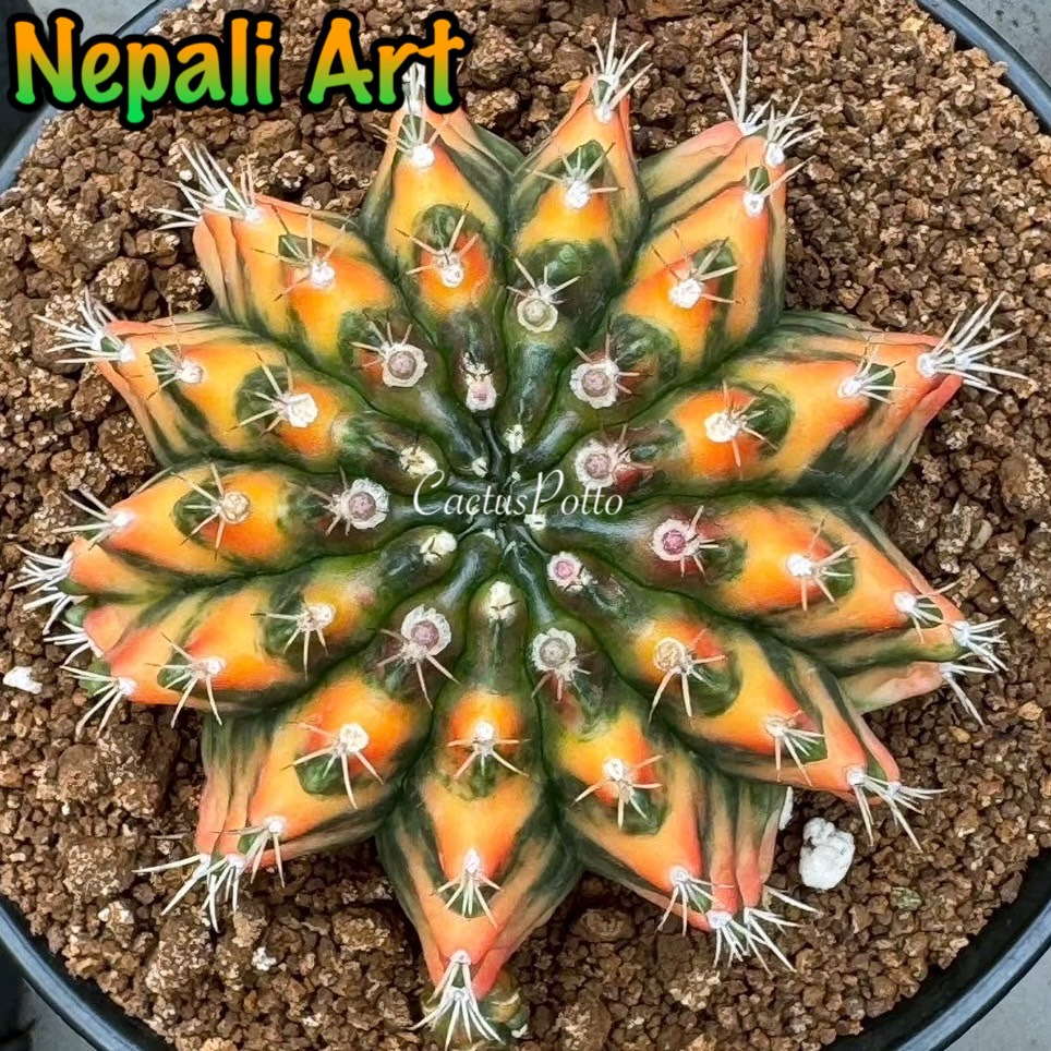 ❤️❤️มีส่งด่วน❤️❤️ยิมโน โคลน Nepali Art ของกระท่อมลุงจรณ์🌵/Cactus /Gymno/Gymnocalycium/ยิมโนด่าง/ไม้ช