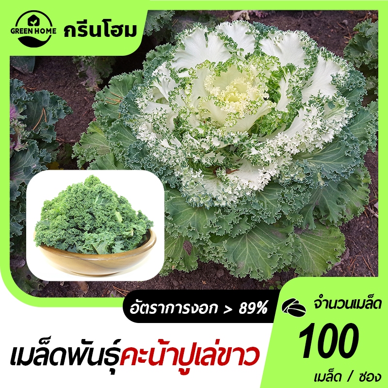 100 เมล็ด เมล็ดพันธุ์คะน้าปูเล่ขาว เมล็ดคะน้าปูเล่ ประดับสวยงาม ปูเล่ขาว สวยแปลก กินได้