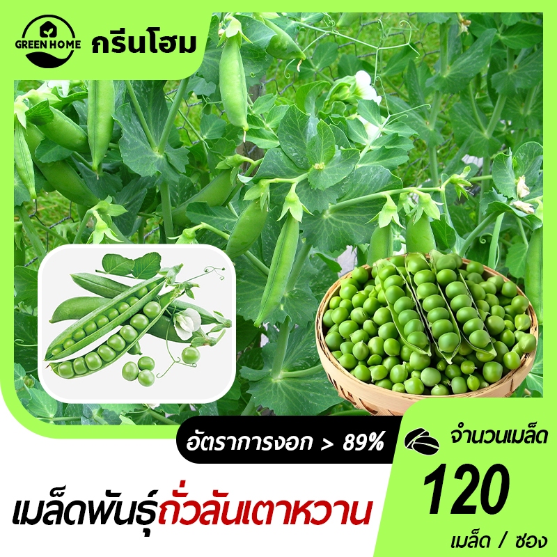ถั่วลันเตาหวาน📌เมล็ดพันธุ์ถั่วลันเตาหวาน 120 เมล็ด☘️ปลูกง่ายขึ้นไวใส่ผักสลัดอร่อย