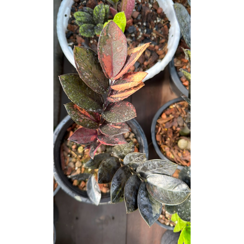 กวักมรกตดำด่างชมพู❤️❤️ส้ม🧡🧡(มีรากแล้วทุกใบ) ใบดำในกอด่าง เชื้อด่าง 100% คัดเฉพาะใบสีดำ ตัดแยกในกอด่าง ❤️❤️❤️🧡🧡🧡🧡🍒🍒🍒🍒