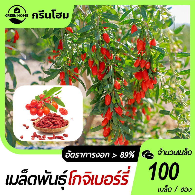 โกจิเบอรี่ เมล็ดพันธุ์โกจิเบอรี่ 100 เมล็ด งอกง่าย  ผลดก มีสารต้านอนุมูลอิสระสูง