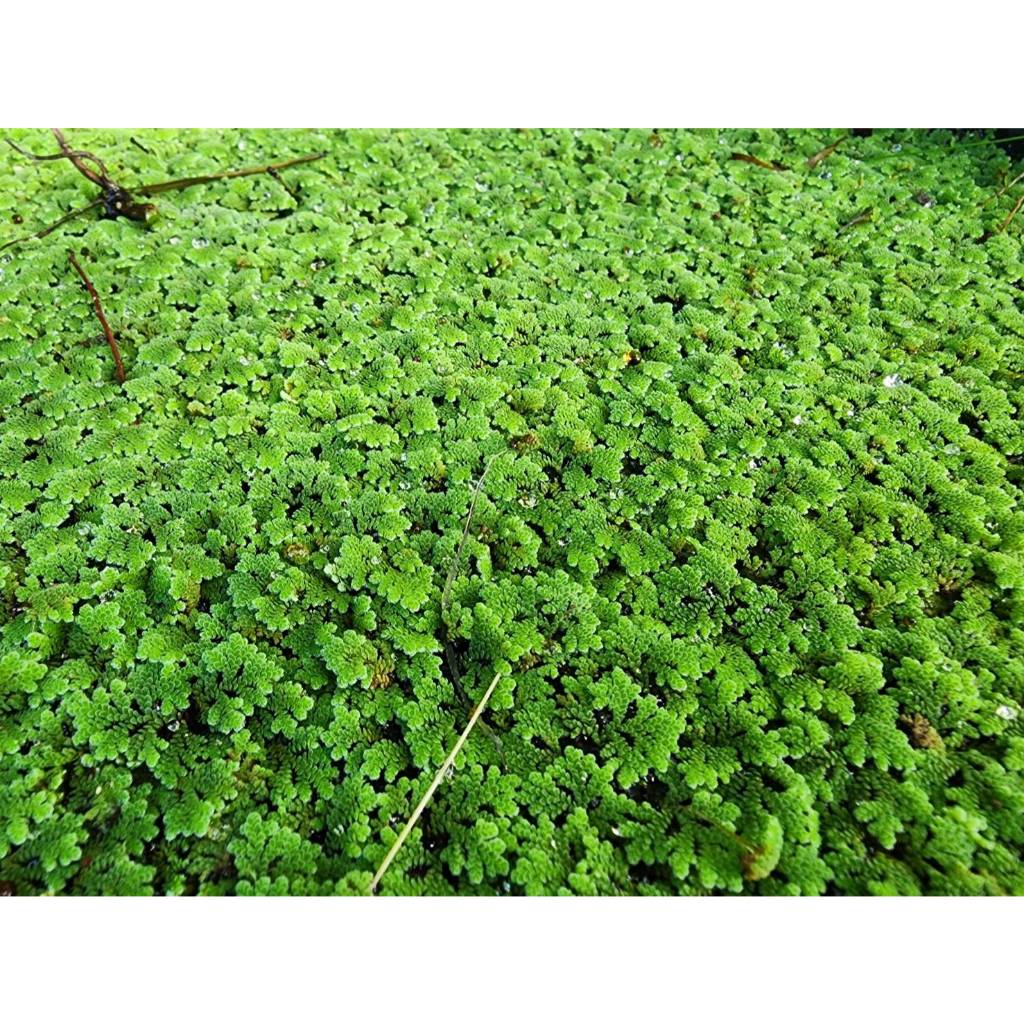 แหนแดง Mosquito fern  สายพันธุ์อะซอลล่า ไมโครฟิลล่า (Azolla microphylla) ธาตุอาหารหลัก N-P-K