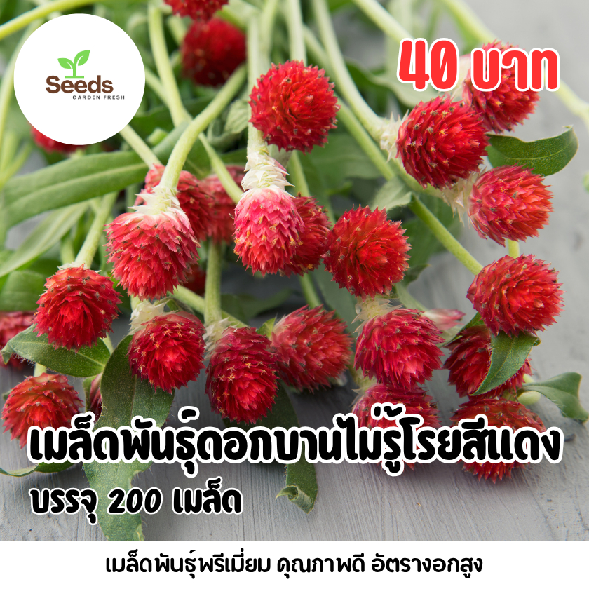 เมล็ดพันธุ์ดอกบานไม่รู้โรยสีแดง บรรจุ 200 เมล็ด