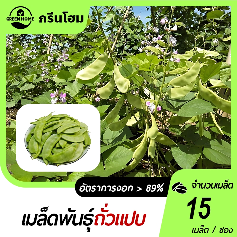 เมล็ดพันธุ์ถั่วแปบ 🎯15เมล็ด🍁เมล็ดถั่วแปบ📌ปลูกง่าย☘️ โตไว📌 ผลดกมาก 🍁ทานอร่อย