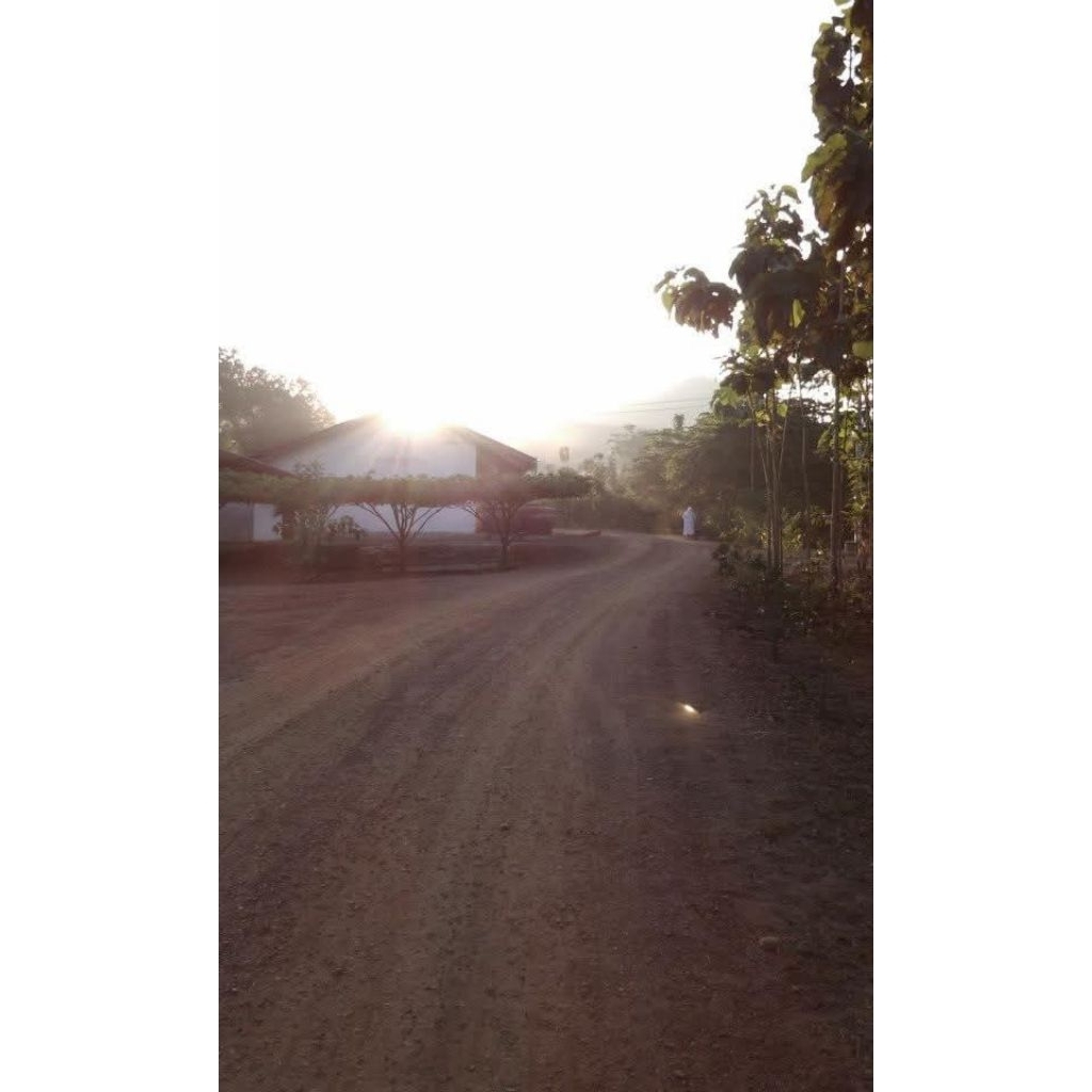 กล้า ต้นตะขบ ลูกใหญ่ โตไว ให้ร่มเงา : Muntingia calabura รูปที่ 5