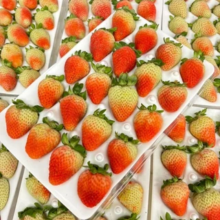 สตอเบอรี่สด 🍓🍓 โปรดอ่านรายละเอียดก่อนสั่งซื้อ แพ็ค 20-24 ลูก