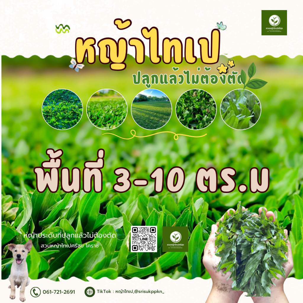 หญ้าไทเปเขียว ชุด 3-10 ตร.ม ปลูกแล้วไม่ต้องตัด(ชุดทดลอง)