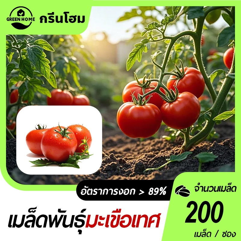มะเขือเทศโทมัส เมล็ดพันธุ์มะเขือเทศโทมัส200เมล็ด พันธุ์เนื้อ โตไว ผลดก