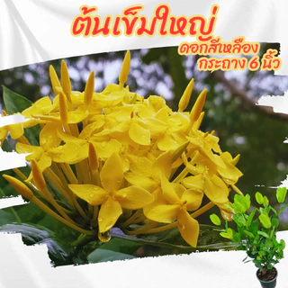ต้นเข็มใหญ่ เข็มดอกใหญ่ สีเหลือง เข็มเหลืองใบใหญ่ ขนาดกระถาง 6 นิ้ว