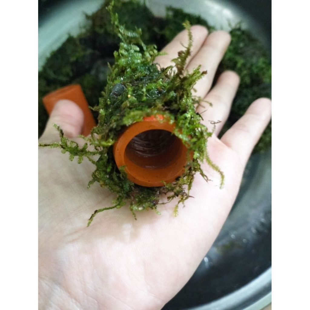 บ้านปลาซัคเกอร์ บ้านกุ้ง บ้านหอย บ้านปลา