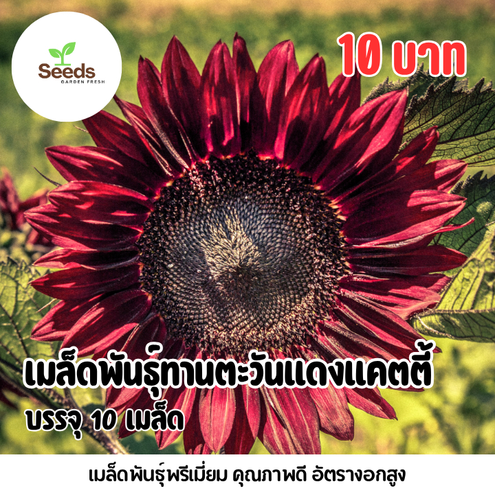 เมล็ดพันธุ์ ดอกทานตะวันแดงแคตตี้ บรรจุ 10 เมล็ด/ซอง