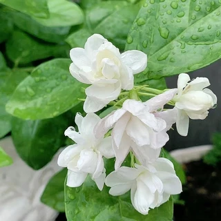50เมล็ด/ซอง ต้นมะลิ เมล็ดพันธุ์ เมล็ดดอกไม้ Fragrant White Jasmine Seeds Jasmine Flower Seeds【ซื้อ 5 แถม 5 ฟรี】