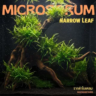 รากดำ ใบแหลม เลือกได้ 3 ขนาด จำนวน 1 มัด- MICROSORUM NARROW LEAF ต้นไม้น้ำ เฟิร์นน้ำ