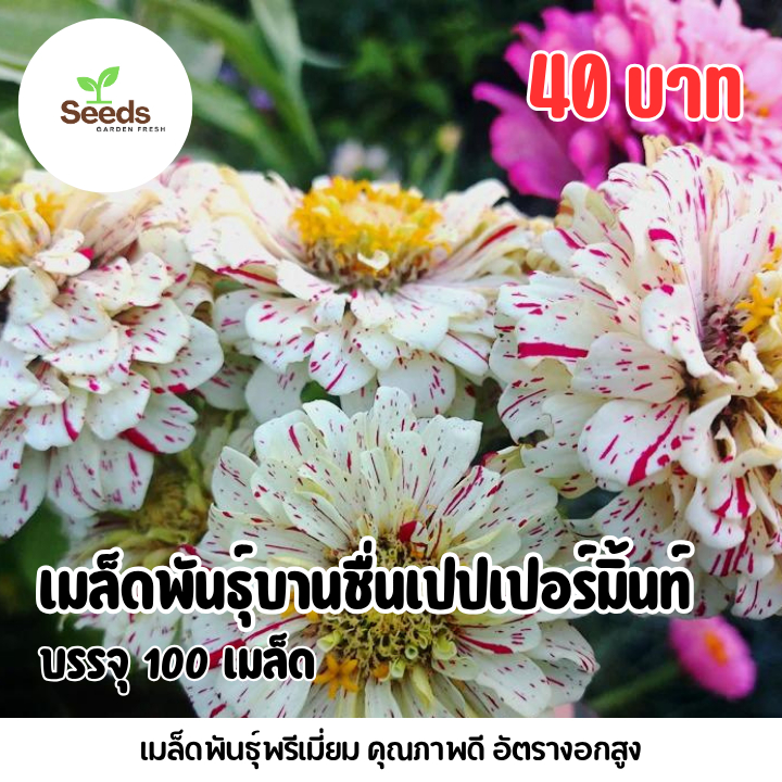 เมล็ดพันธุ์ ดอกบานชื่นเปปเปอร์มิ้นท์ บรรจุ 100 เมล็ด
