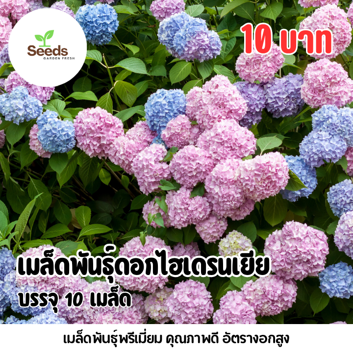 เมล็ดพันธุ์ ดอกไฮเดรนเยีย บรรจุ 10 เมล็ด