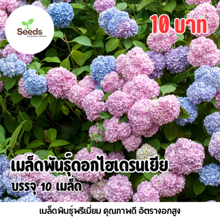 เมล็ดพันธุ์ ดอกไฮเดรนเยีย บรรจุ 10 เมล็ด