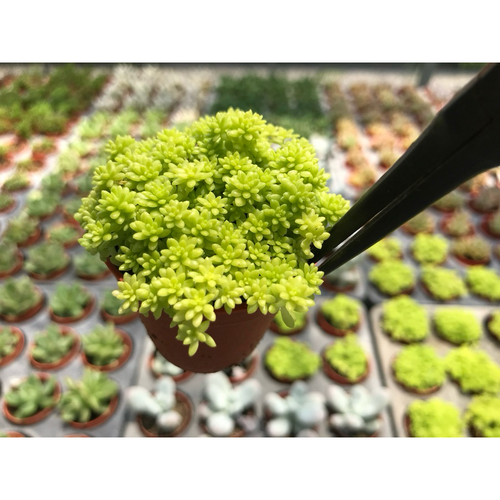 Sedum หรือ แพรไหมทอง
