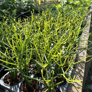 Euphorbia Tirucalli พญาไร้ใบ ต้นไม้มงคล ช่วยฟอกอากาศ by Mr.garden
