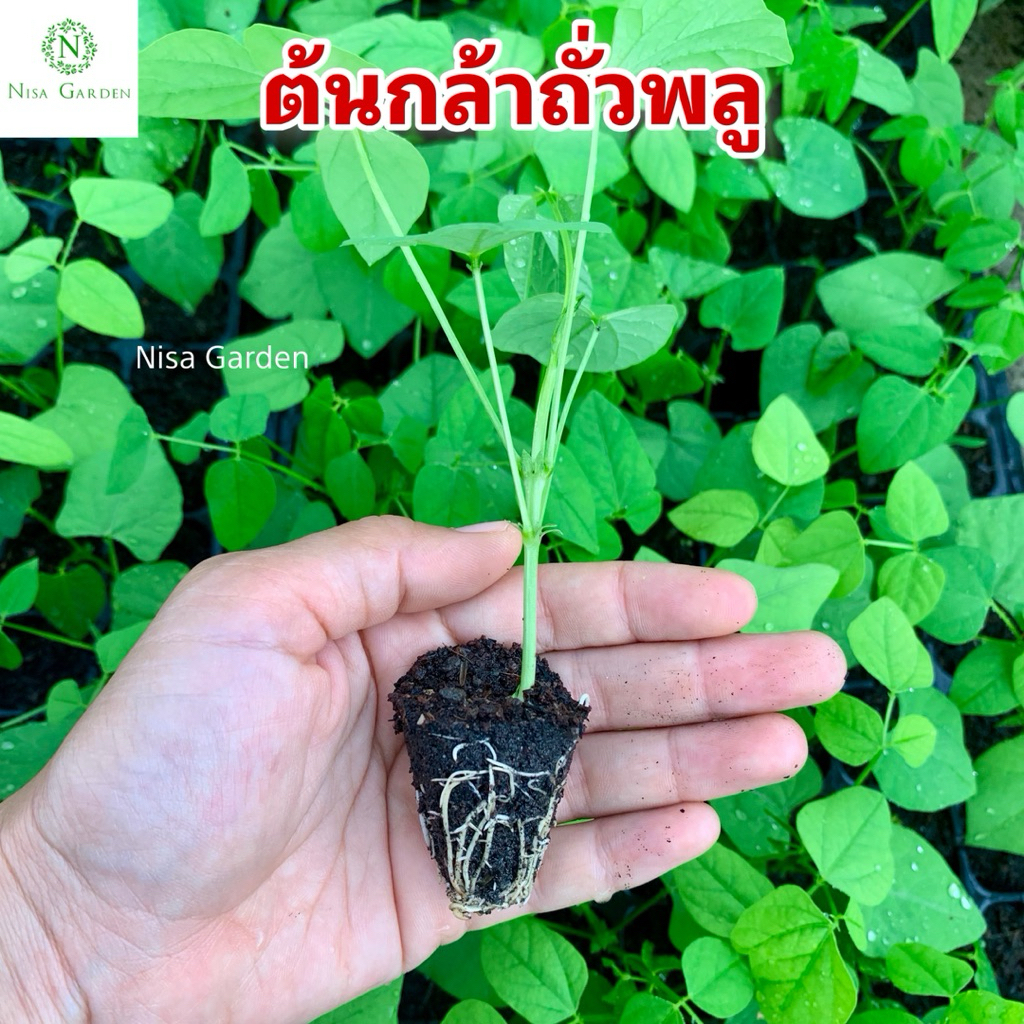 Nisa Garden ต้นกล้าถั่วพลู แข็งแรง โตเร็ว 🔥(ซื้อ 10 แถมฟรี 2 หลุม)🔥