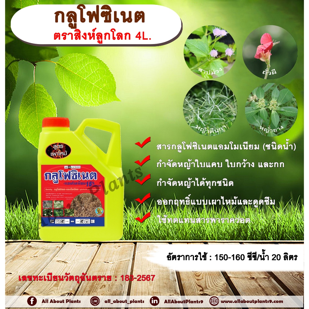 กลูโฟซิเนต  ตราสิงห์ลูกโลก 4L. กลูโฟซิเนตแอมโมเนียม สารกำจัดวัชพืช กำจัดหญ้าใบแคบ ใบกว้าง กก หญ้าทุกชนิด ออกฤทธิ์แบบเผาไ