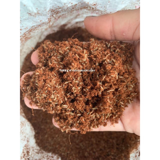 ไข่จิ้งหรีดทองดำ95 ขายเป็นขัน จำนวน2ขัน