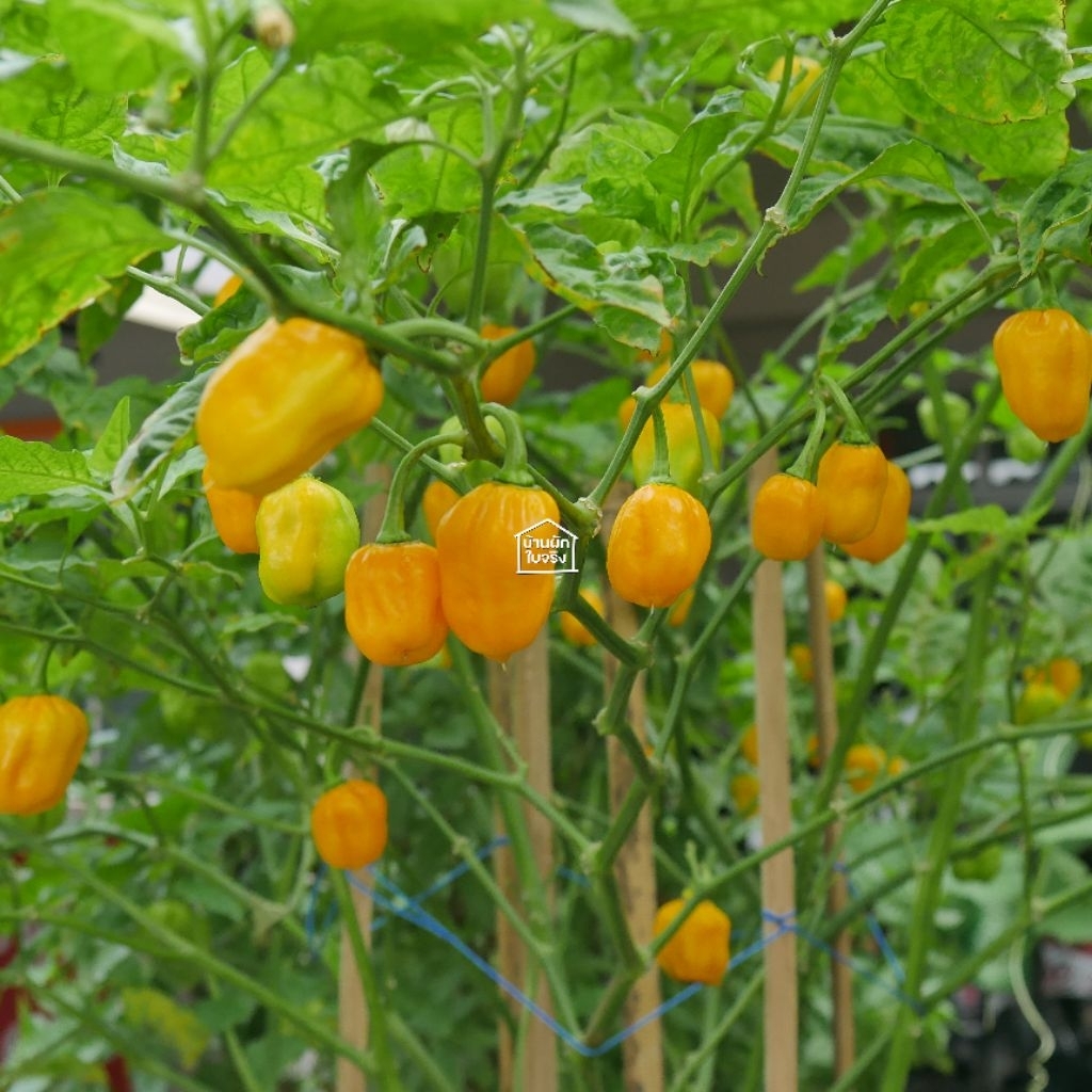 Golden Habanero ต้นพริกฮาบาเนโร สีเหลืองโกลเด้น ในกระถาง5.7-6นิ้ว