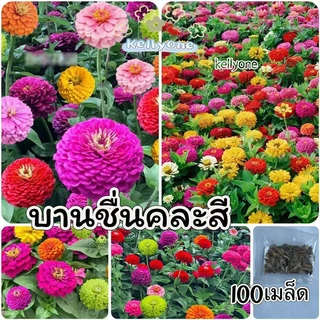 [​ซื้อ 5 แถม 5 ฟรี]เมล็ดพันธุ์​ดอกไม้ นานาชนิด เมล็ดเยอะราคาถูก เหมาะสำหรับบ้านและสวนขนาดเล็ก