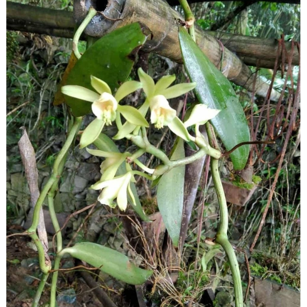Vanilla sp.วนิลาพันธ์แท้ไม้เวียดนาม แบ่งตัดคัทติ้งยาว60-70ซม.ชุดละ120
