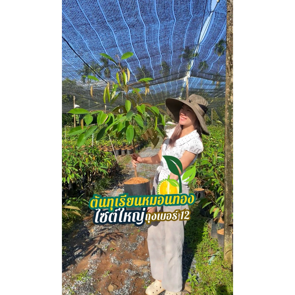 ต้นทุเรียนหมอนทองไซส์ใหญ่ ถุงเบอร์ 12สูง 130-150cm จำนวน 1ต้น ส่งฟรี มีปลายทาง(**กรุณาสั่งครั้งละ 1 ต้น)