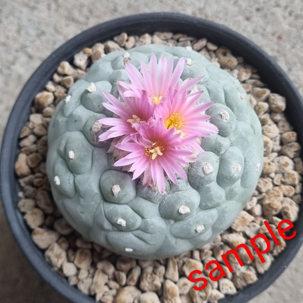 Lophophora fricii VM 680 เพาะเมล็ด