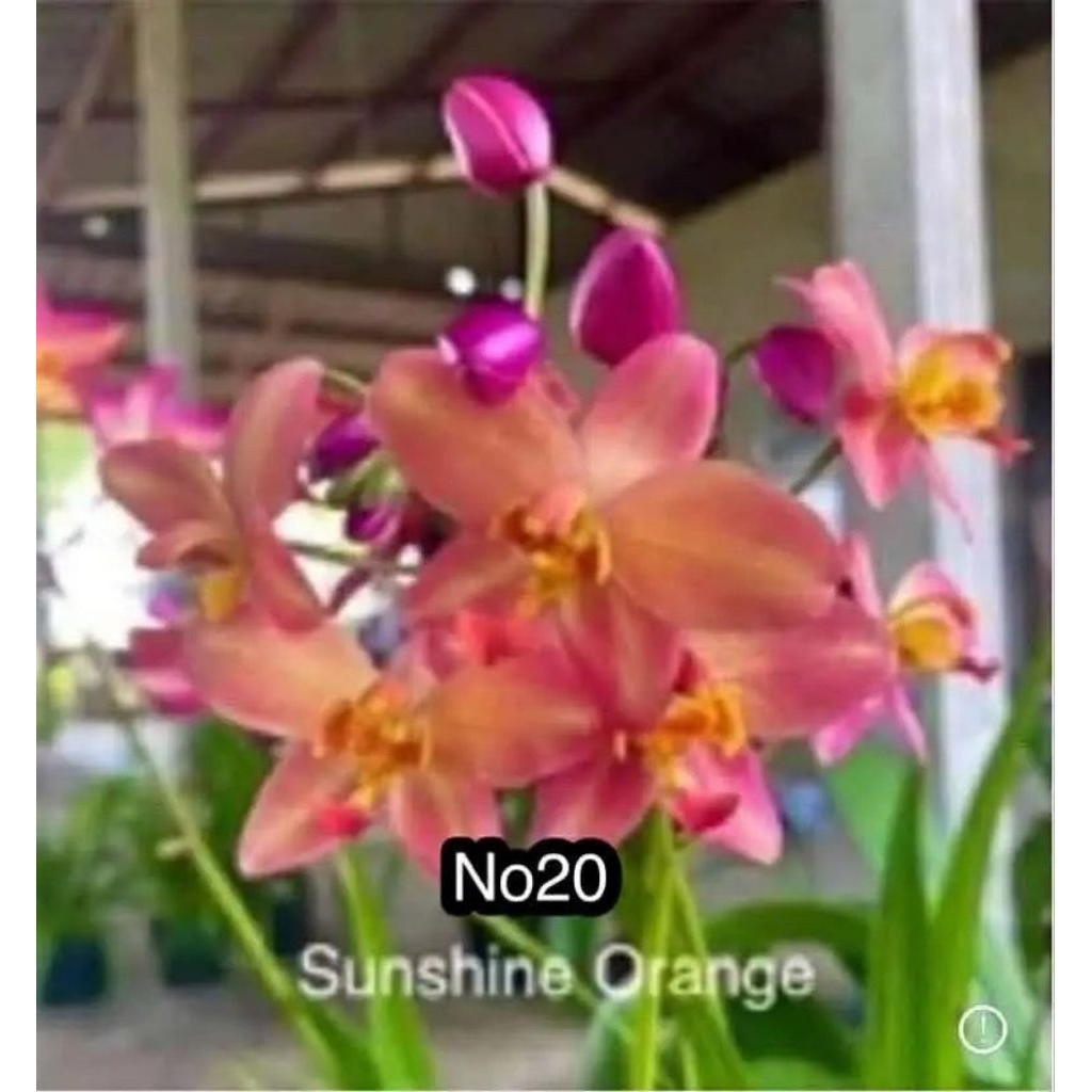 ดอกกล้วยไม้ดิน20 sunshine orange 1ต้นถุงดำ