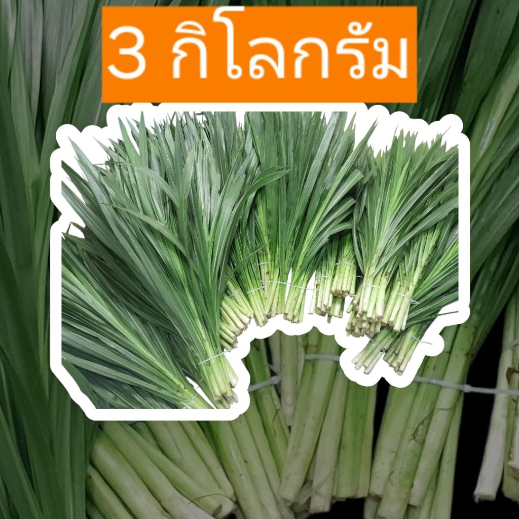 3 กิโลกรัมยอดหญ้าหวานอิสราเอล มีโปรตีนสูงถึง 20%ใช้เลี้ยงสัตว์ ได้ทุกชนิด