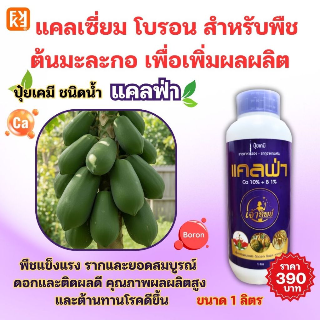 แคลฟ่า ปุ๋ยแคลเซี่ยม โบรอน สำหรับต้นมะละกอ เพื่อเพิ่มผลิต เพิ่มขนาด รสชาติ ทนแล้ง ทนโรค