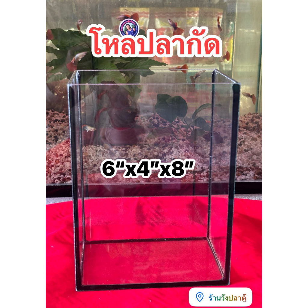 โหลปลากัด 6“x4”x8” กาวดำและกาวใส