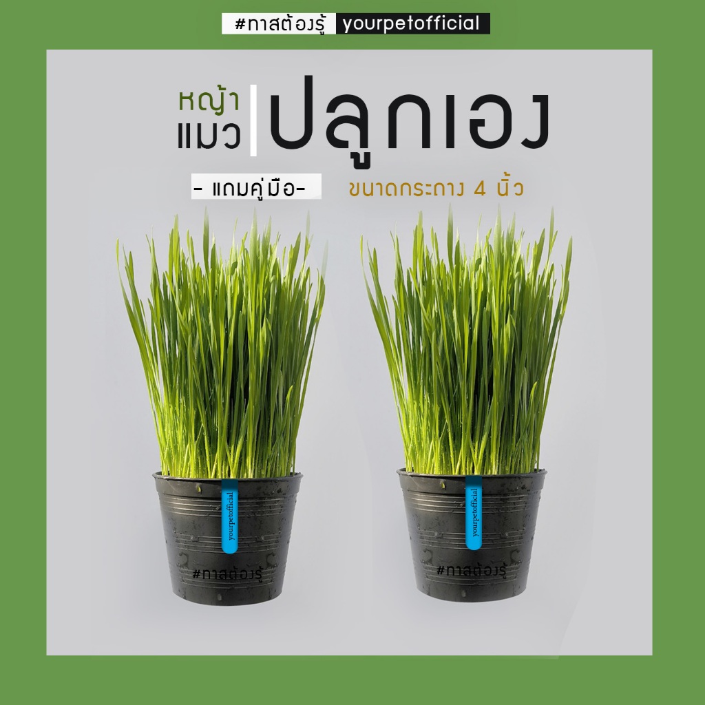 ชุดปลูกหญ้าแมว (1 ชุด ได้ 2 กระถาง) ปลูกขึ้นง่าย มีคู่มือ สำหรับแมว กระต่าย หนู นก หมาโตไว ปลอดภัย