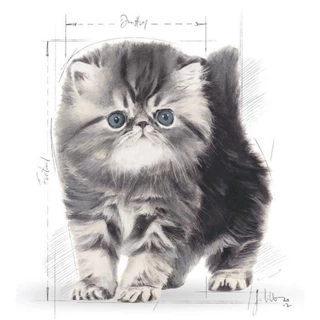 *2kg.* Royal Canin Persian Kitten - ลูกแมว พันธุ์เปอร์เซีย