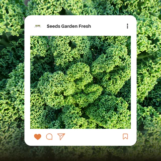 เมล็ดผักเคลใบหยิก (Kale) บรรจุ 100 เมล็ด